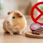 Cochon d'Inde à côté d'aliments interdits comme l'oignon et le chocolat