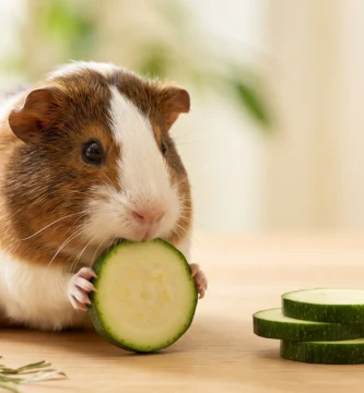 Cochon d'Inde qui mange une rondelle de courgette crue